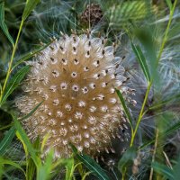 Плоды татарника :: Сергей Фомичев