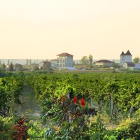 Виноградник :: Геннадий Валеев Виноградник :: Геннадий Валеев