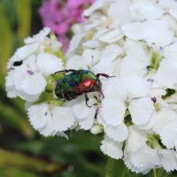 Бронзовка :: Ирина Лесиканич