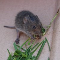 Мышка-норушка) :: Ирина Лесиканич