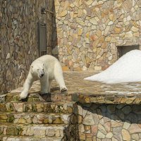 Пойду-ка, я, искупаюсь! :: Ирина Соловьёва Пойду-ка, я, искупаюсь! :: Ирина Соловьёва