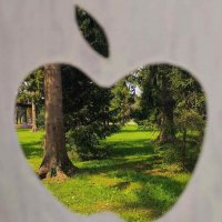 Такие разные яблочки :: Галина Бобкина