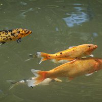 Золотые рыбки в пруду....можно загадывать желание..)) :: Галина 