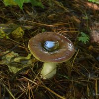 Лесные истории. Грибное. :: Анатолий Пашковский