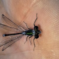 . :: Сергей Асташонок