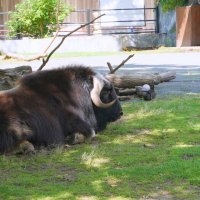 Овцебык -2 :: Alex 711402