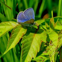 бабочки августа 8 :: Александр Прокудин бабочки августа 8 :: Александр Прокудин