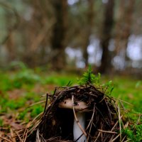 Грибок в домике :: Dar(k) Life