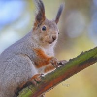 про белочку... :: Andrey Bragin 