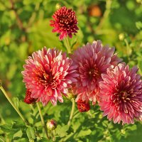 Георгинчики :: Светлана Георгинчики :: Светлана