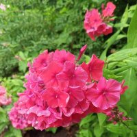 Флокс :: Сапсан 