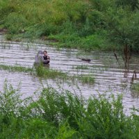Поймал русалку в луже :: Виктор Иванович Чернюк Поймал русалку в луже :: Виктор Иванович Чернюк