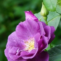 В розарии ботанического сада :: Ольга В розарии ботанического сада :: Ольга