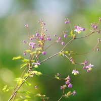 Василистник Делавея :: Иван Литвинов