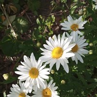 Ромашки :: Фотогруппа Весна Ромашки :: Фотогруппа Весна