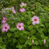 Куст :: Анатолий Чикчирный Куст :: Анатолий Чикчирный