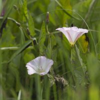 Летнее :: Олег Денисов Летнее :: Олег Денисов