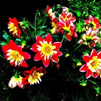 Во всей красе :: Людмила Смородинская