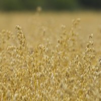 Овсянные поля :: Олег Денисов