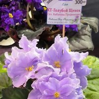 На выставке фиалок. :: Ольга 