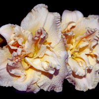 Ботсад МГУ 18 июля :: Михаил Бибичков