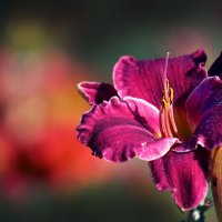 Ботсад МГУ 18 июля :: Михаил Бибичков Ботсад МГУ 18 июля :: Михаил Бибичков