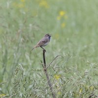 варакушка. :: юрий макаров