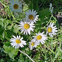 Цветы. :: Владимир Драгунский