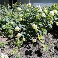 Цветы. :: Владимир Драгунский Цветы. :: Владимир Драгунский