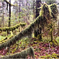 В августовском лесу. :: Валерия Комова