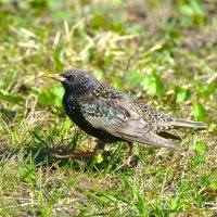 Напуганный скворец ... :: Константин Анисимов Напуганный скворец ... :: Константин Анисимов