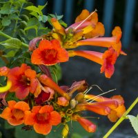 *Лиана  Кампсис :: Валентин Семчишин