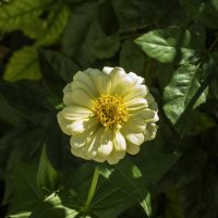 Циния  белая :: Валентин Семчишин