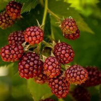 Ежевика :: Игорь Сикорский