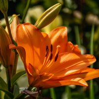 Лилия :: Игорь Сикорский Лилия :: Игорь Сикорский