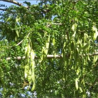 Дерево „фасоль" :: Сеня Белгородский