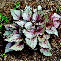 КУСТ-этюд... :: Elvira E. 