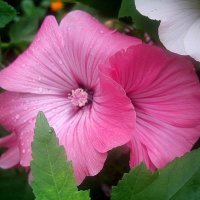 Лаватера :: Елена Семигина