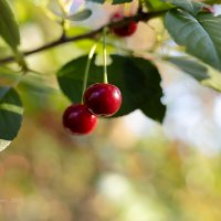Ягоды вишни :: Александр Синдерёв