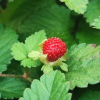 ,,, :: Сергей Тимоновский