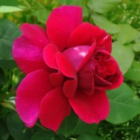 Роза :: Рита Симонова