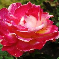 Роза :: Рита Симонова