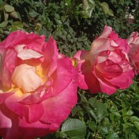 июль :: Елена Шаламова