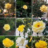 Коллаж из фотографий :: Светлана Хращевская