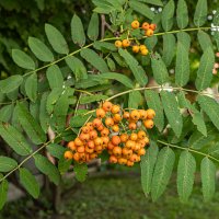 Скоро осень. :: Lucy Schneider 