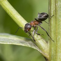 Бегом  по  веткам :: Геннадий Супрун