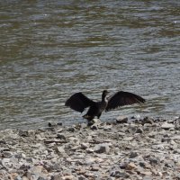 Баклан :: Екатерина Панова Баклан :: Екатерина Панова