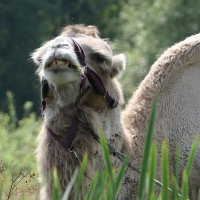 Верблюд по кличке Гоша :: Сергей Михальченко