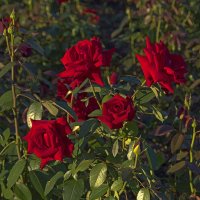 Август. Вечерний свет. Розы. :: Сергей Фомичев