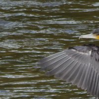 Баклан :: Екатерина Панова